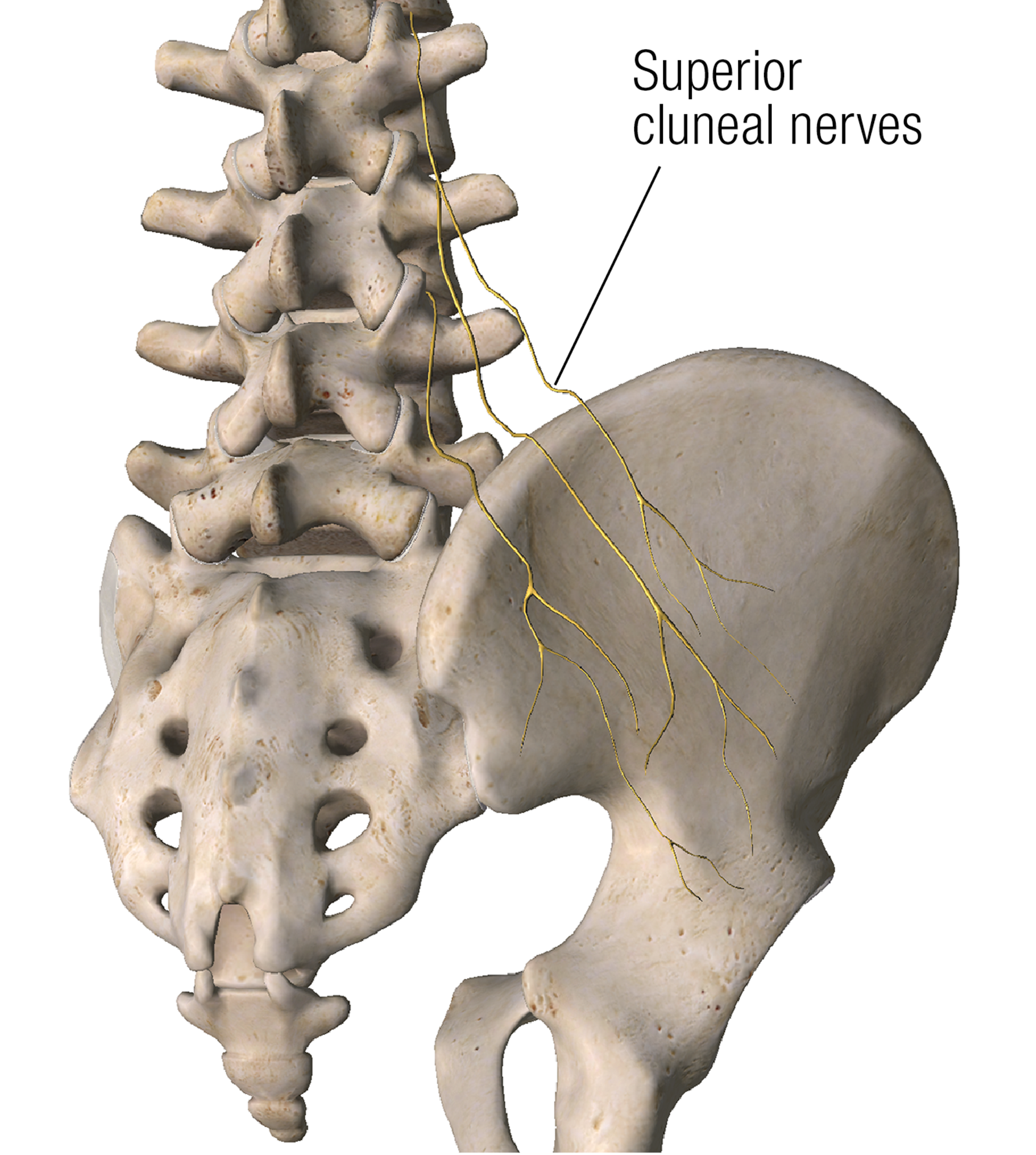 ND16_ScienceofNerves4 ND16_ScienceofNerves4