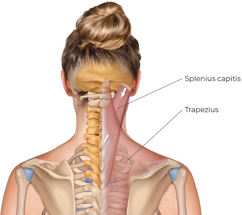 SP_26_StretchingNeck10_800 SP_26_StretchingNeck10_800