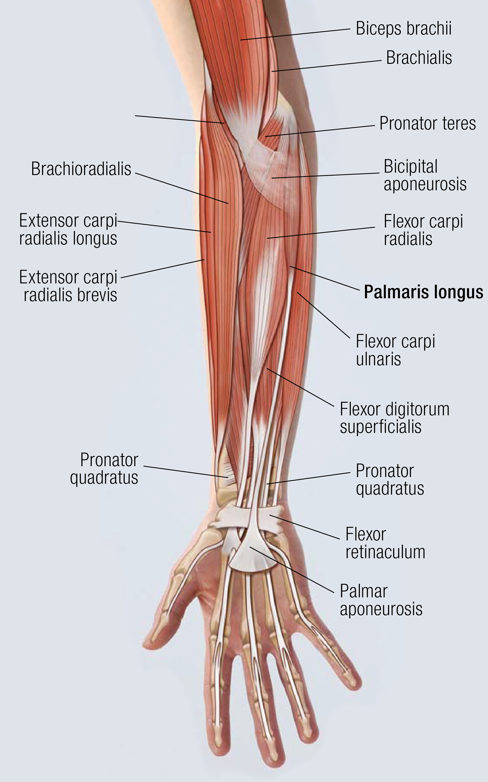 MJ_14_FunctionalAnatomy1_1600 MJ_14_FunctionalAnatomy1_1600