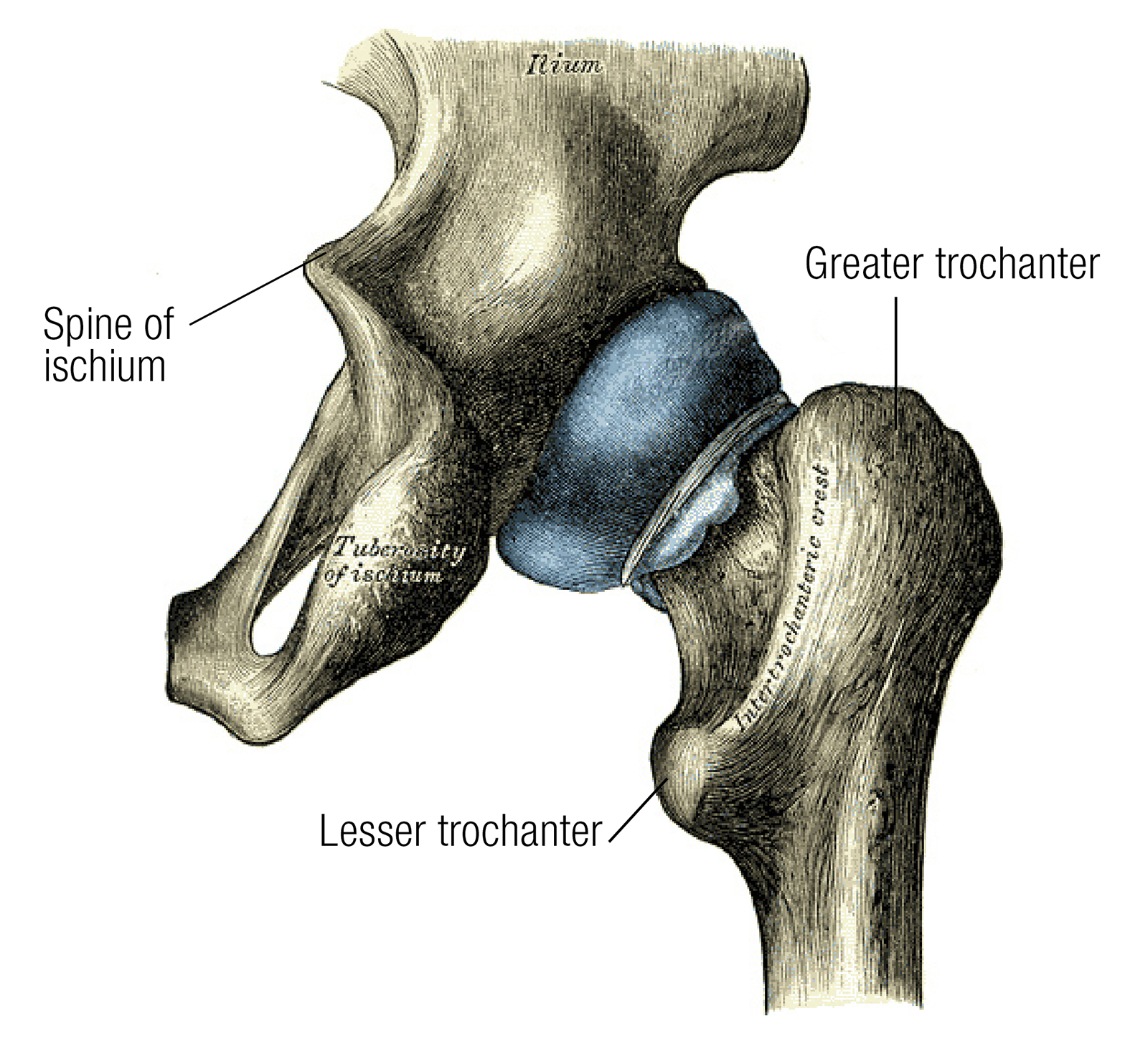 SO_16_Myofascial3_1600 SO_16_Myofascial3_1600